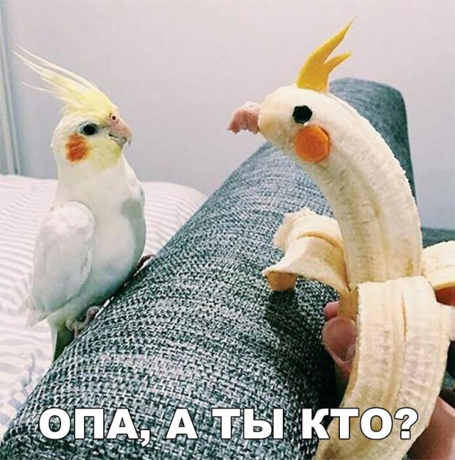 Нестандартный юмор