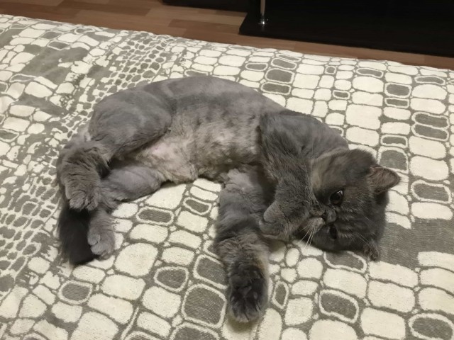 Котовторник ждали? А вот и он!