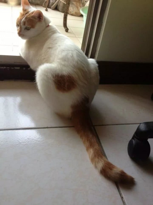 Прикольных котов пост