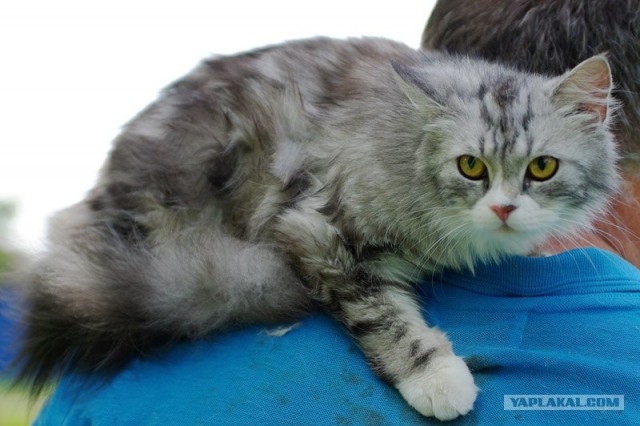 Котовторник на ЯПлакалъ 08.07.2008
