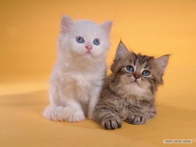 Котовторник (20.01)