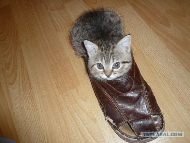 А вот и мы: котятовторник!