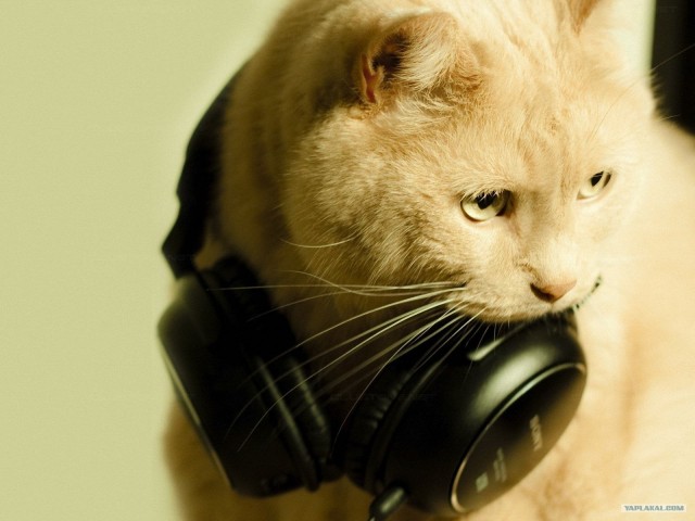 Котовторник. А как же?!