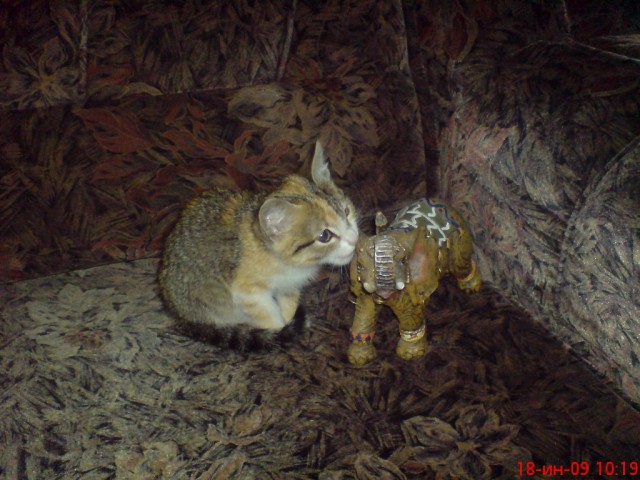 Котейкин вторник! Космический 12.04!