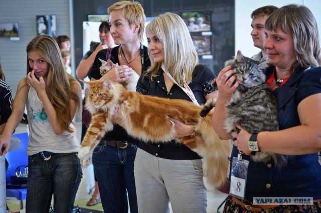 Котовторник на середину июня