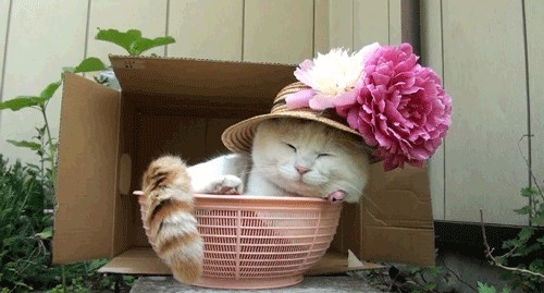 Котовторник в "КотоГетто"