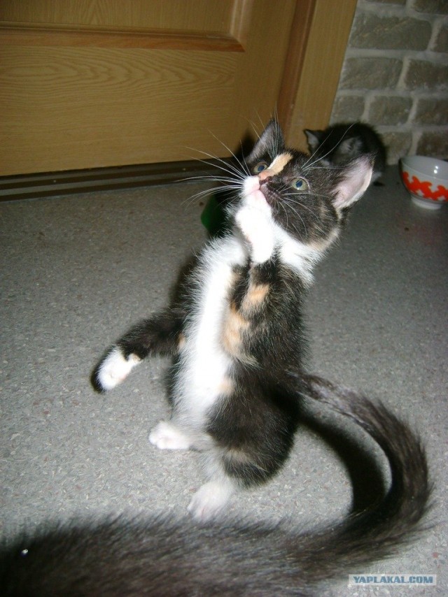 Котовторник 1.11.11
