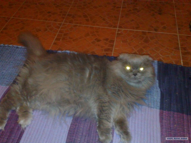 Котовторник 06.12.2011