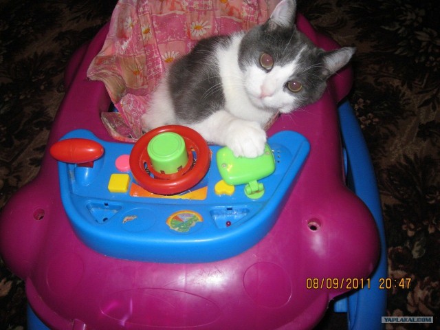 Котовторник 20.12.2011