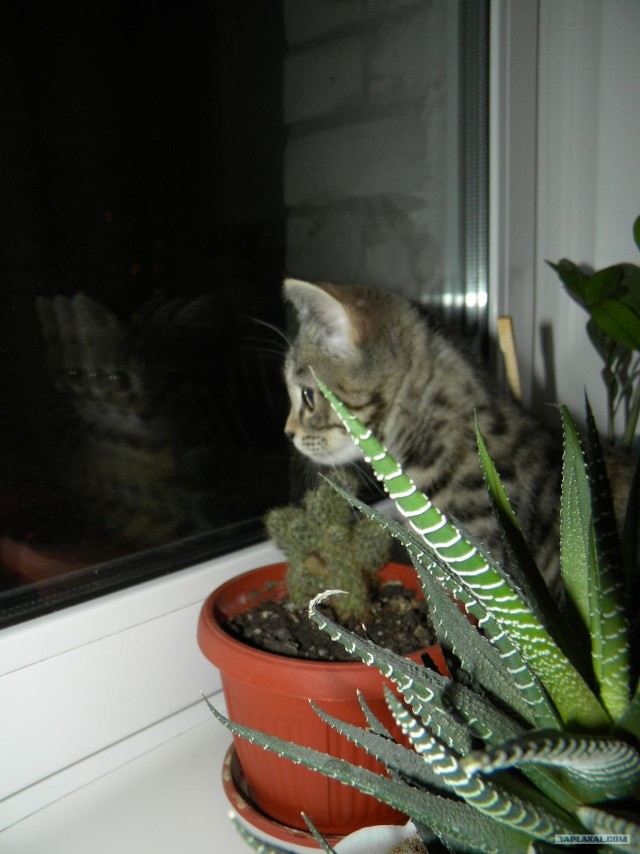 Котовторник (28.02.2012)
