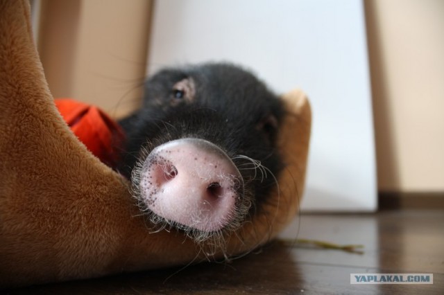 Разрешите представиться. Меня зовут Джоконда