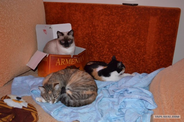 Котовторник  4.09.12