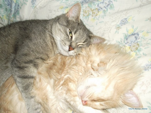 Котовторник ( 23.10. 2012. )