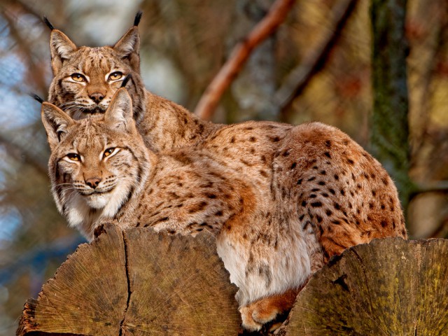 Дикий котовторник