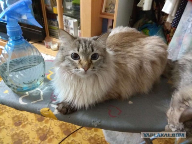 Котовторник