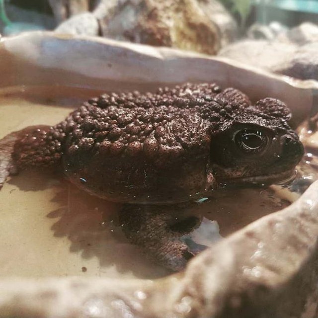 Живность из сети