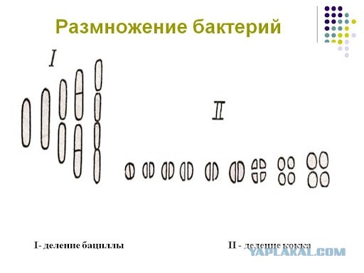 О сокращении чиновников