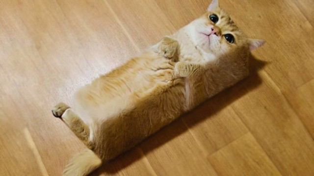 Смешные коты 18.08.20