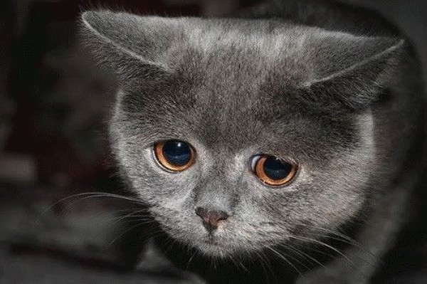 Почему котейко грустный?