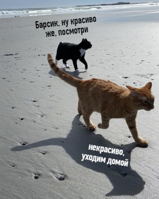 Котики