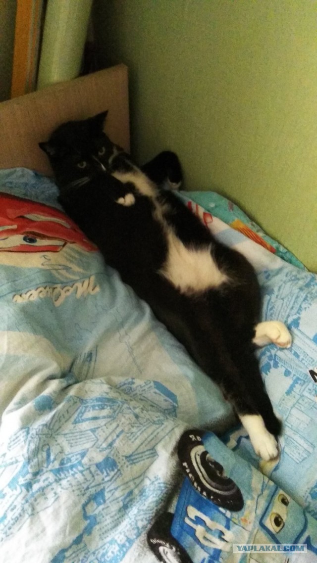 Последний котовторник 2020 года