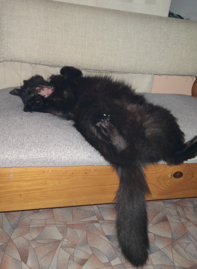 Новогодние котики!