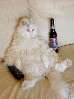 Курящий котёнок