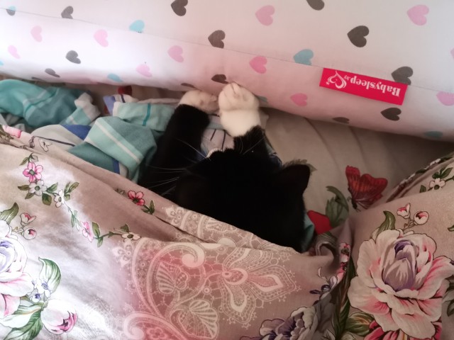 Котовторнику быть!