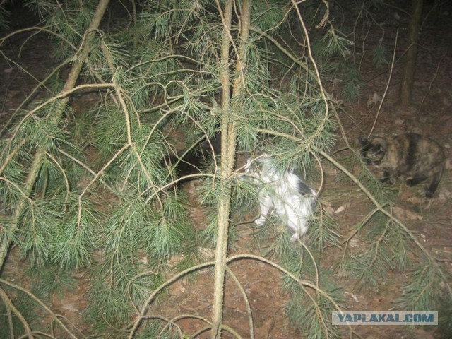 Жизнь домашнего приюта для котеек 336