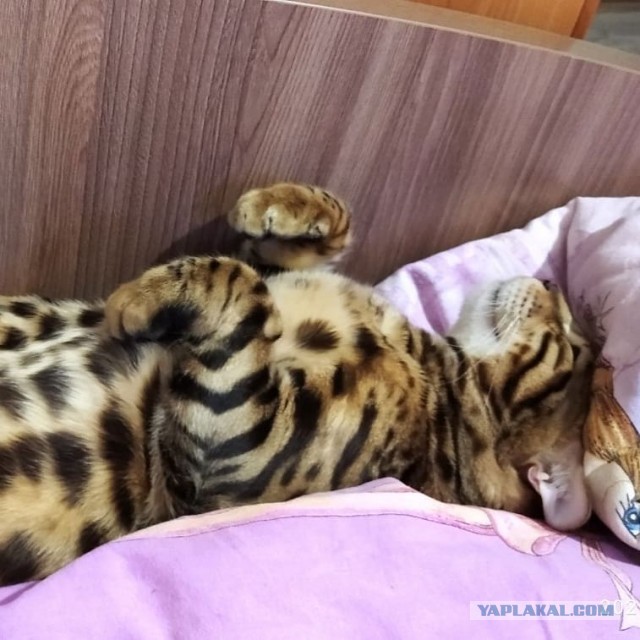 Котовторник же очередной