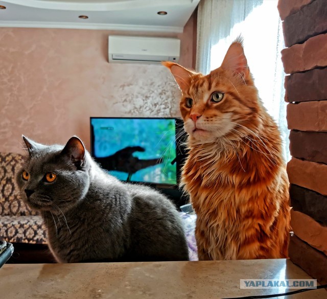 Котовторник (свои добавляем)