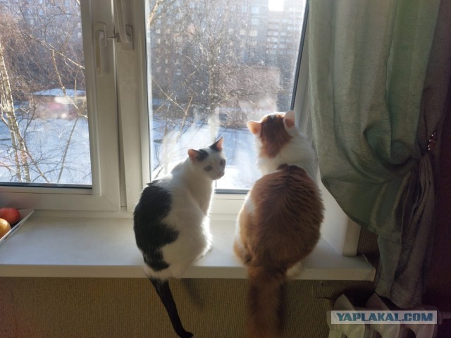 Долой политику, ура котикам!