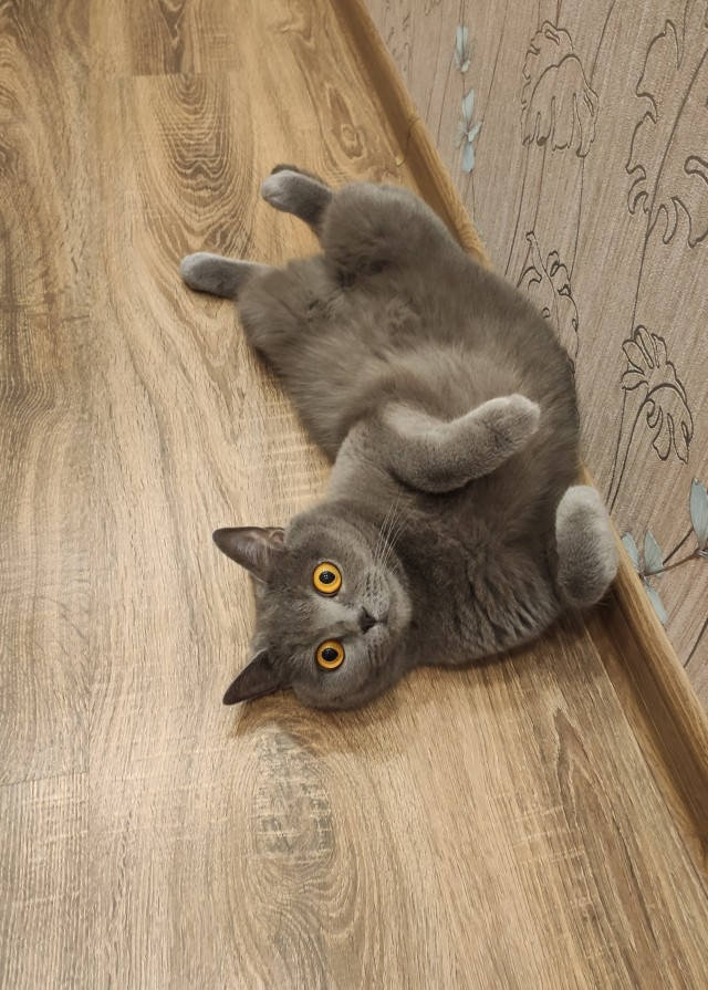 А это мой котан к котовторнику