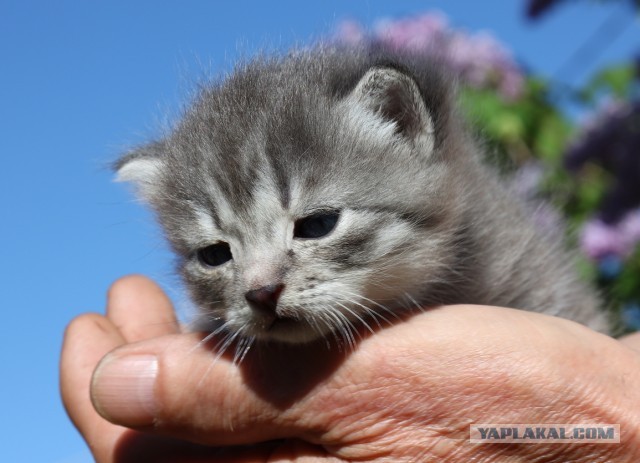 Ну и пусть не котофторнег... Ищем котёнку семью!