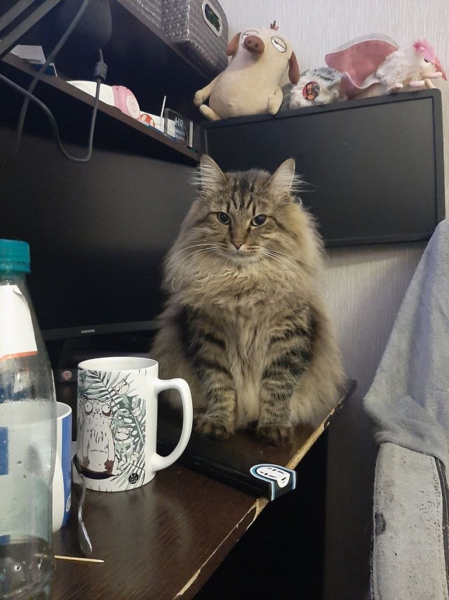 Котовторник 18.10.22