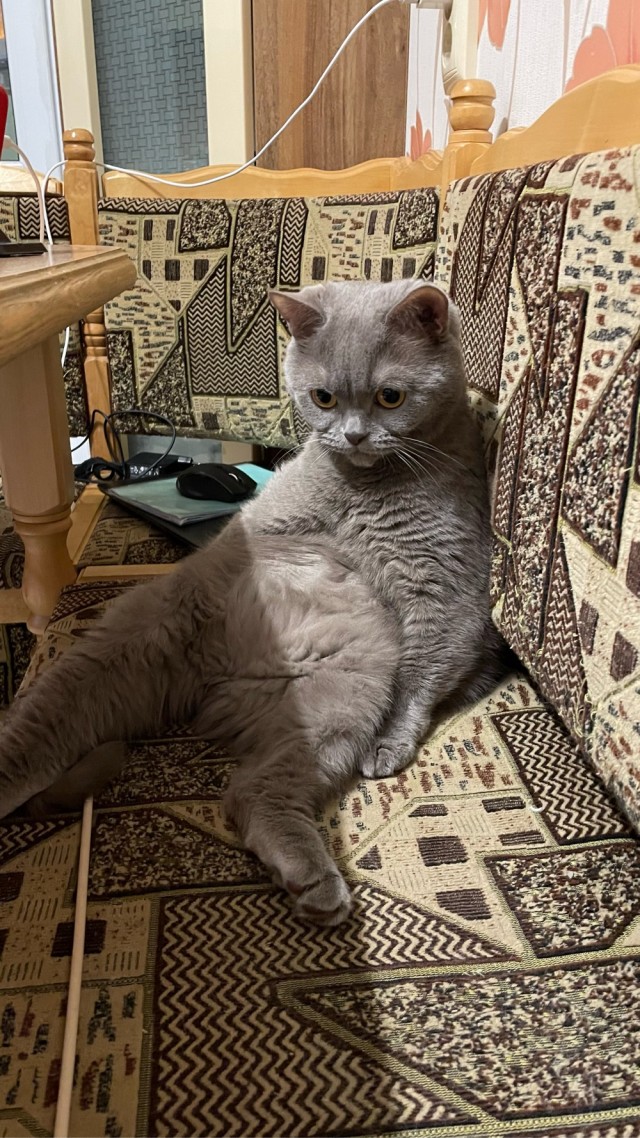 Котодракула