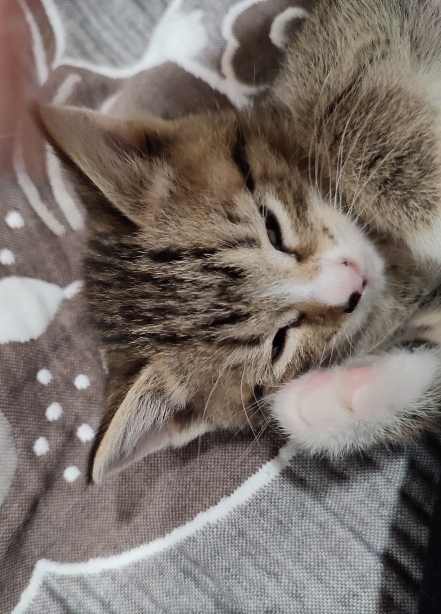 Котовторник 17.01.23