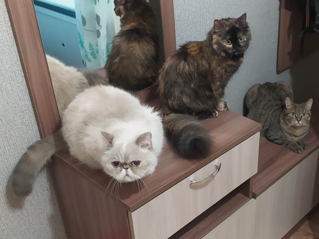 Начинаем котофторник?