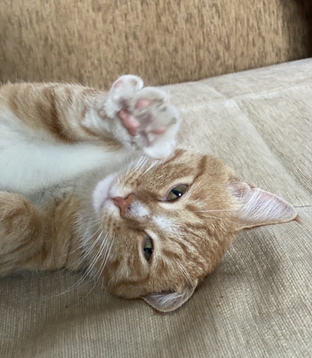 Ищу хозяина кота