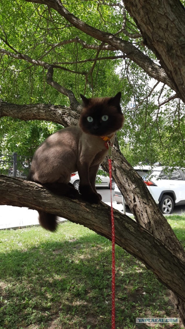Про кота
