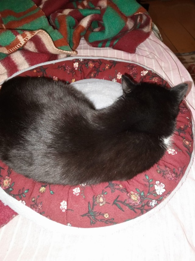 Всем кота за мой счёт. Я настаиваю
