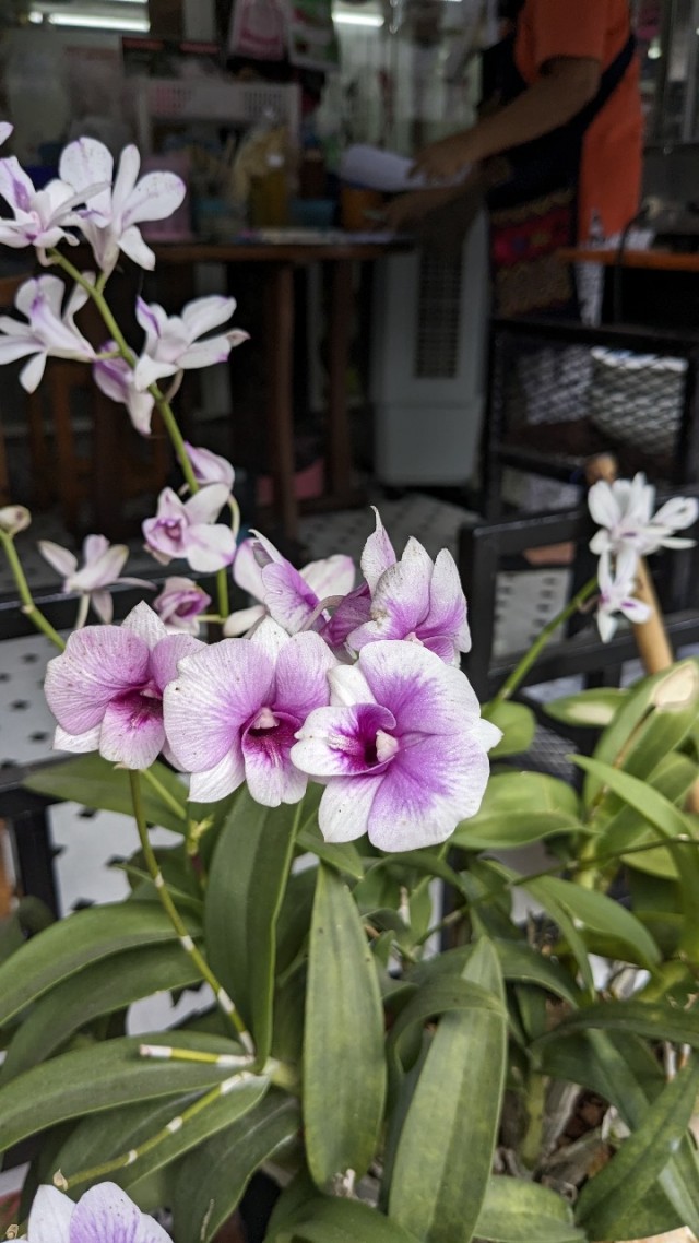 Отпуск в Лаосе