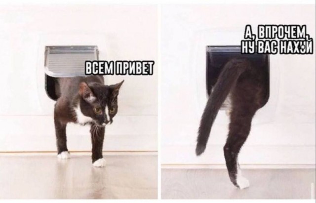 Никакие картинки