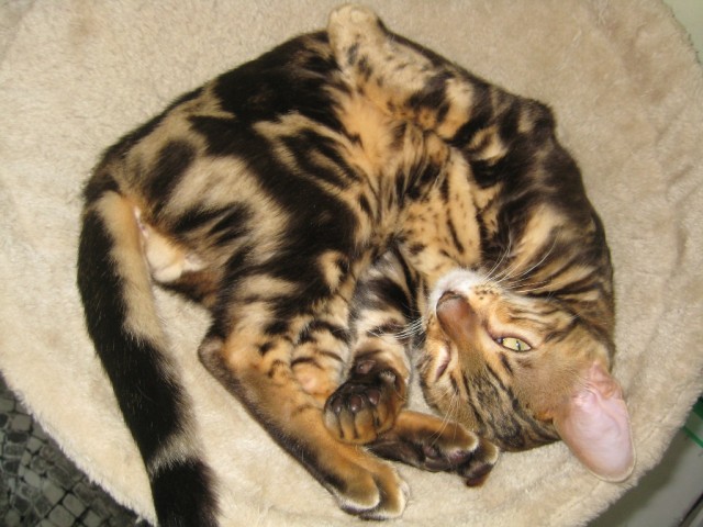 Котовторник 21.05.2013