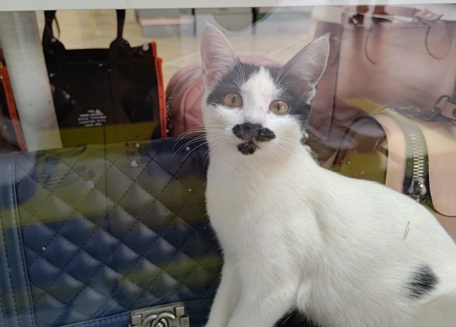 С Котовторником!