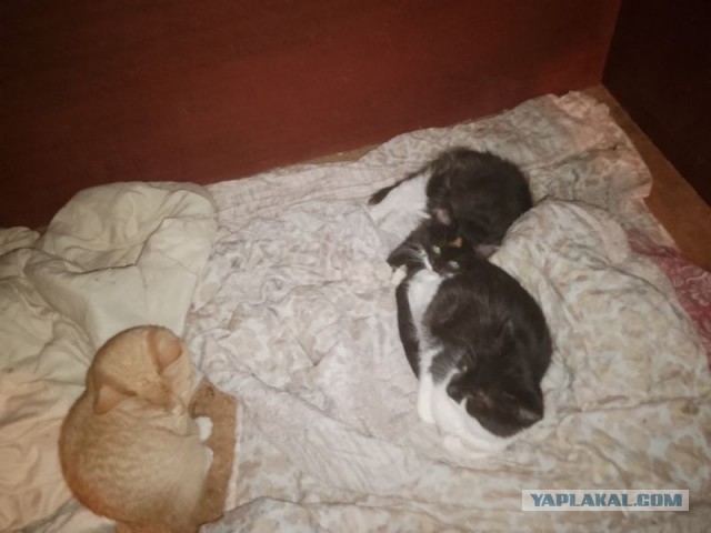 Жизнь домашнего приюта для котеек 522