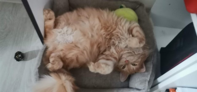 Котэ