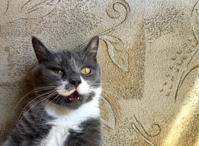 Спящий кот