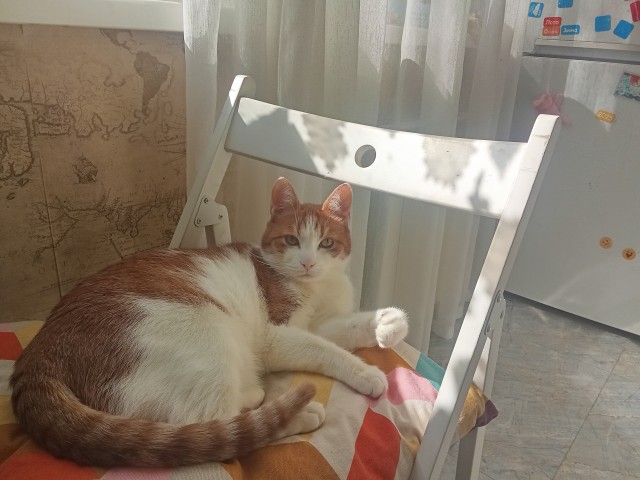 Мандариновое настроение