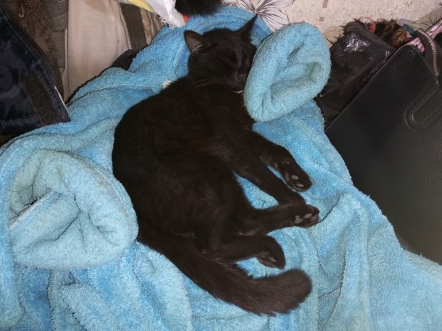 Это что, котовторник?